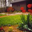 Spring Flowers